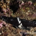 crocodilefish_flathead_pc_h_0705_png2024.jpg